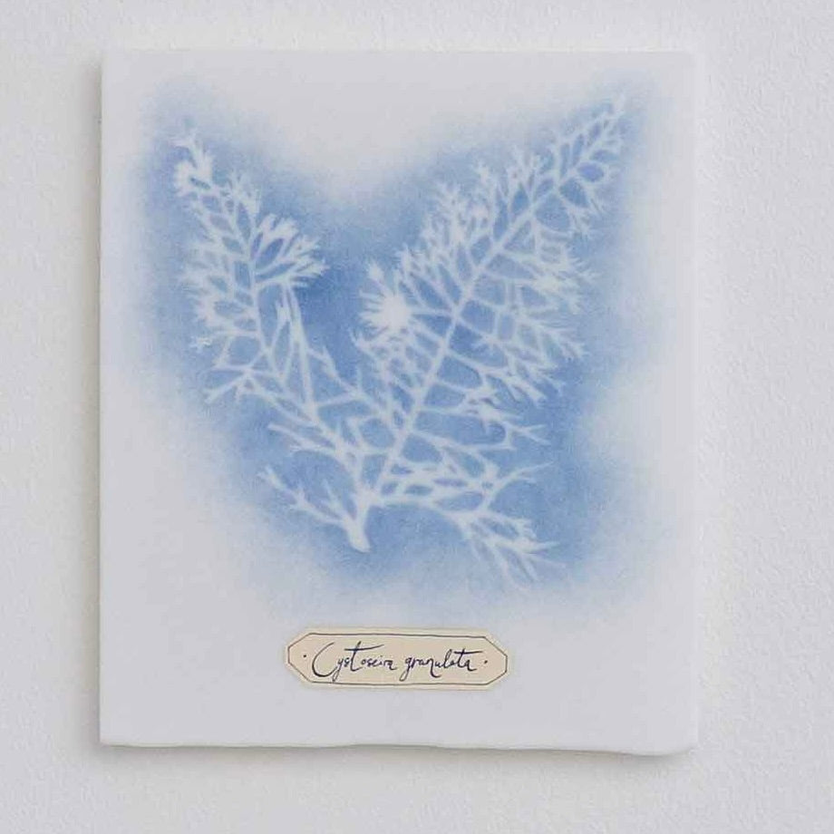 Verity Pulford Glass Cyanotype 'Cystoseira Granulata'